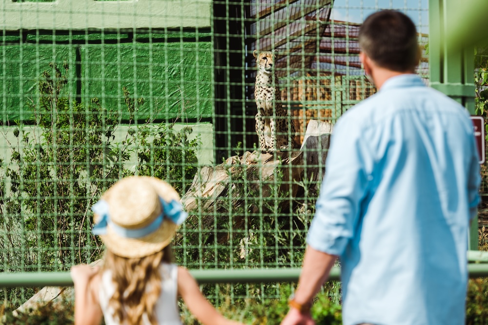 gepard za siatką ogrodzeniową w zoo 