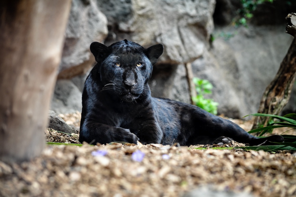 ZOO Kraków - czarny dziki kot 