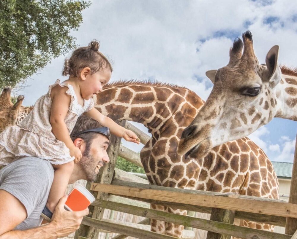 ZOO Kraków - oglądanie żyraf