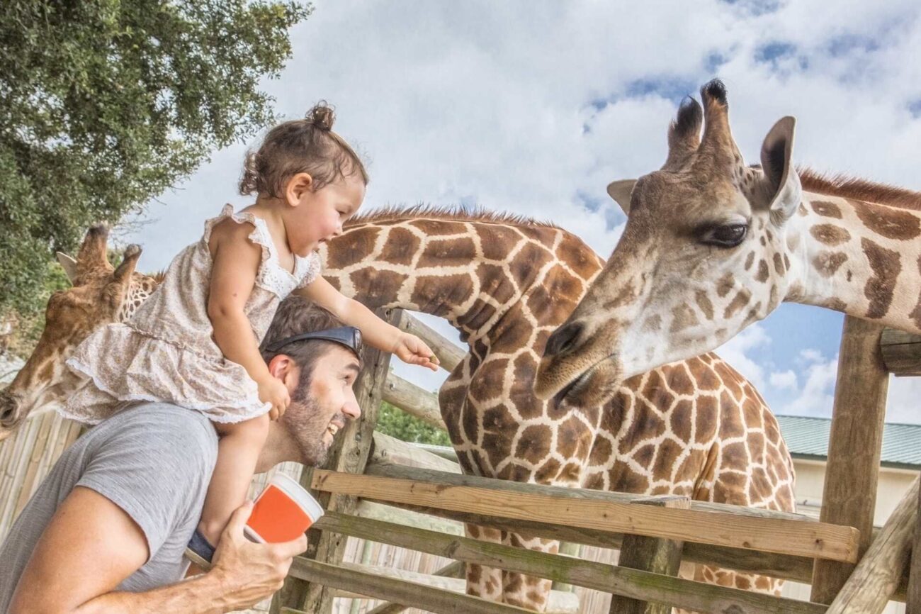 ZOO Kraków - oglądanie żyraf