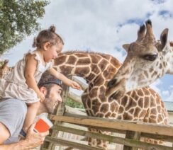 ZOO Kraków - oglądanie żyraf