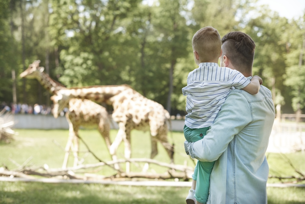 ZOO Kraków - ojciec z synem oglądają zwierzęta 