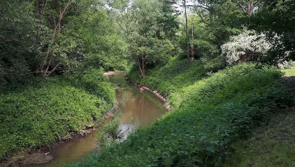 rzeki w krakowie - zarośnięta Wilga 
