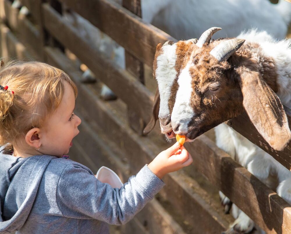 zoo kraków cennik wstępu