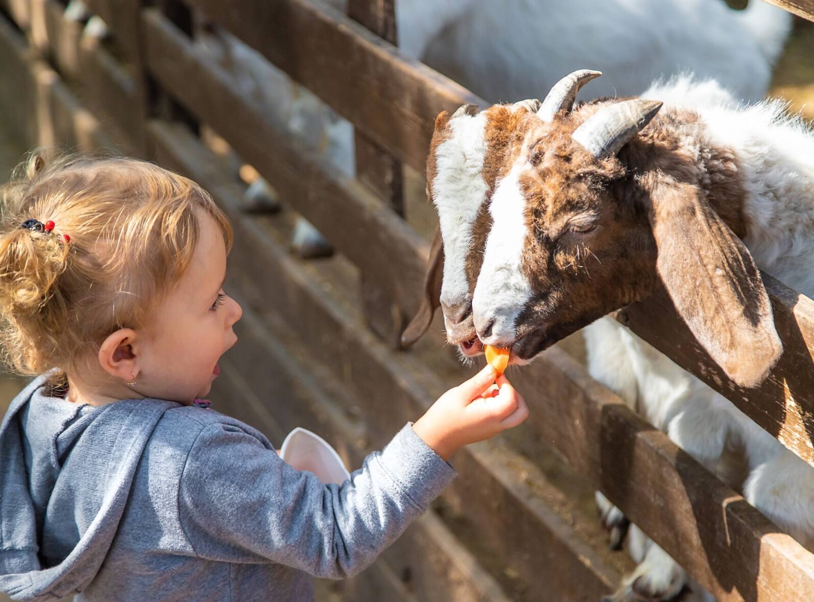 zoo kraków cennik wstępu