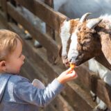 zoo kraków cennik wstępu