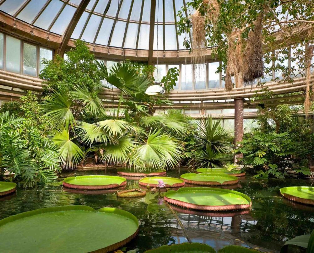 Ogród Botaniczny Kraków – szklarnia Victoria z palmami i wiktorią królewską