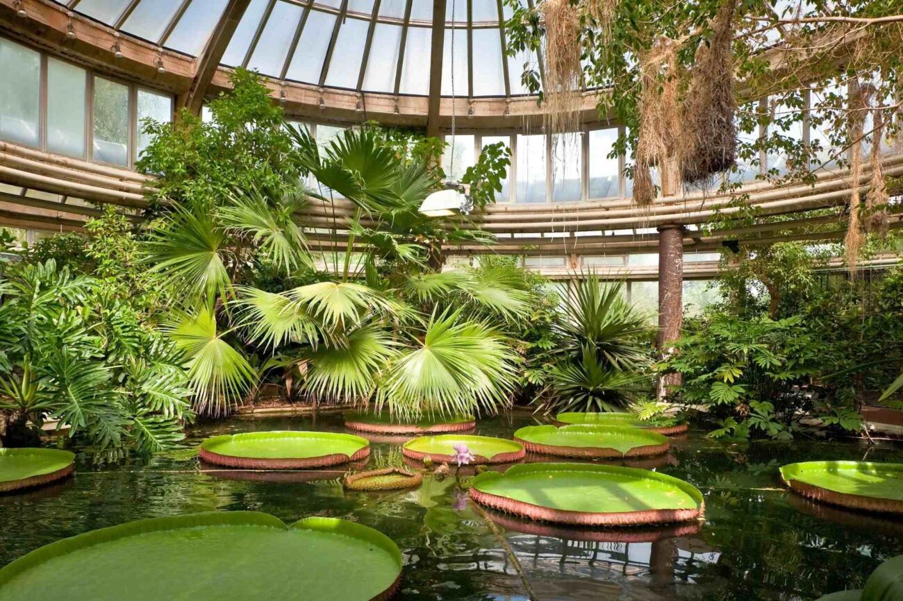 Ogród Botaniczny Kraków – szklarnia z roślinami wodnymi Ogród Botaniczny Kraków – szklarnia Victoria z palmami i wiktorią królewską