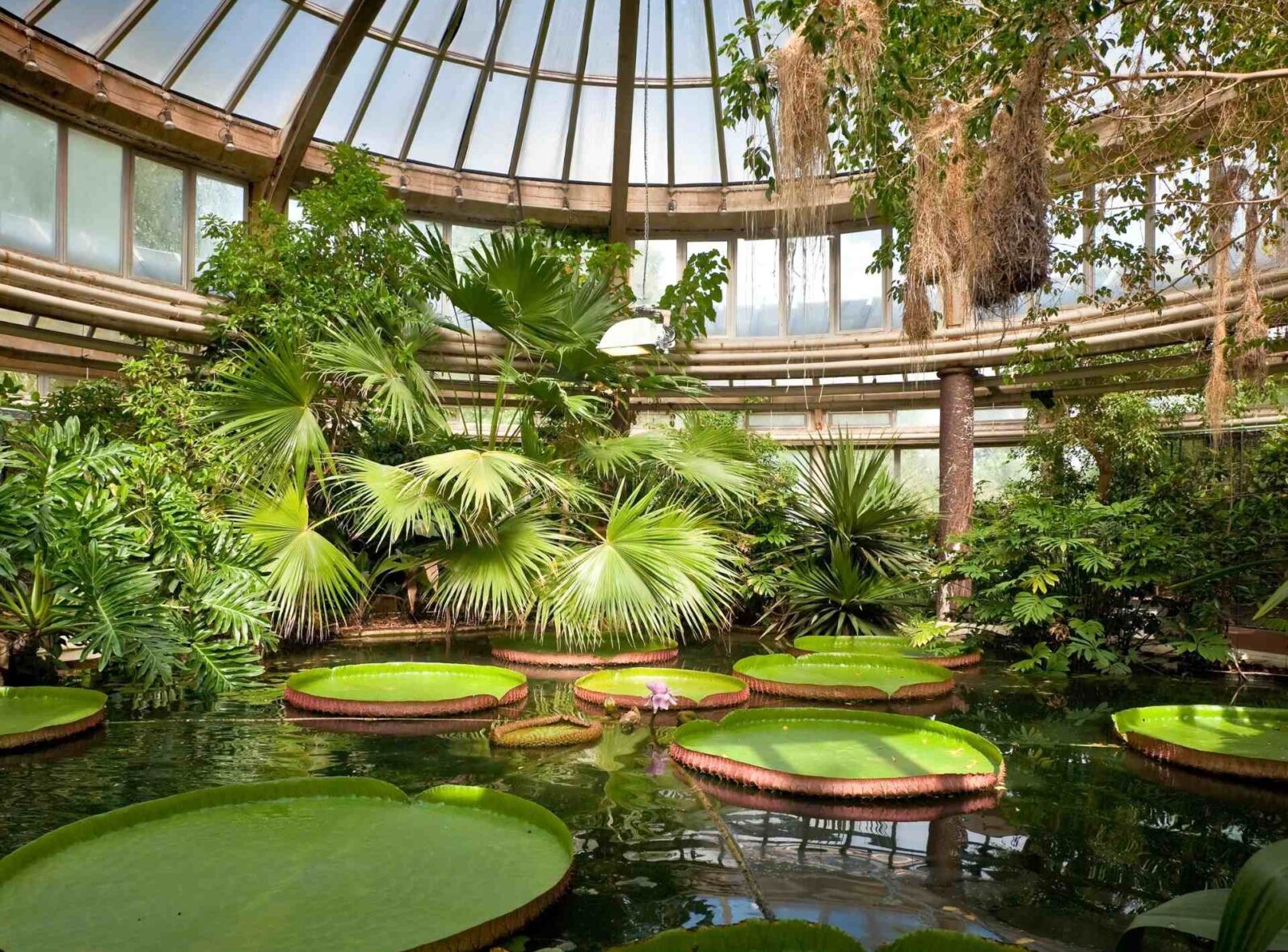 Ogród Botaniczny Kraków – szklarnia Victoria z palmami i wiktorią królewską