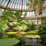 Ogród Botaniczny Kraków – szklarnia z roślinami wodnymi Ogród Botaniczny Kraków – szklarnia Victoria z palmami i wiktorią królewską