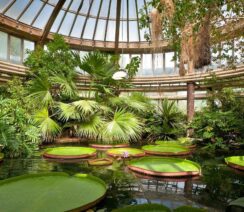Ogród Botaniczny Kraków – szklarnia Victoria z palmami i wiktorią królewską